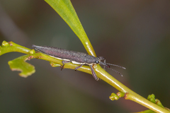 Rhinotia phoenicoptera