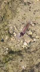 Enoploteuthidae