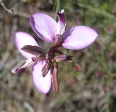 Polygala microlopha microlopha