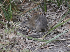 Isoodon obesulus obesulus