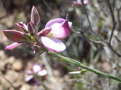 Polygala microlopha microlopha