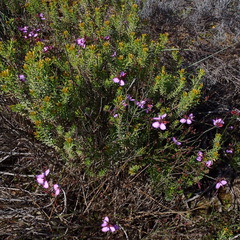 Polygala microlopha microlopha