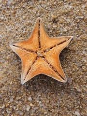 Patiria pectinifera