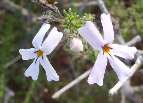 Image of Jamesbrittenia tortuosa by (c) Nicola van Berkel, some rights reserved (CC BY-SA)
