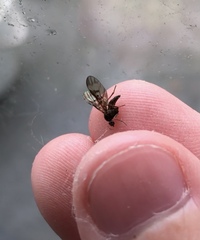 Sylvicola neozelandicus