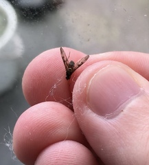 Sylvicola neozelandicus