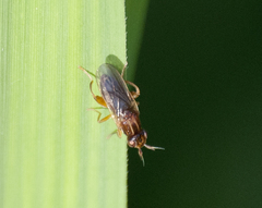 Platycephala umbraculata