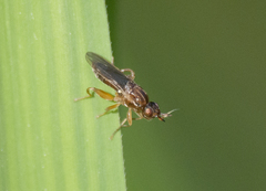Platycephala umbraculata