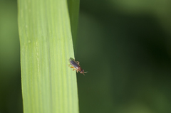Platycephala umbraculata