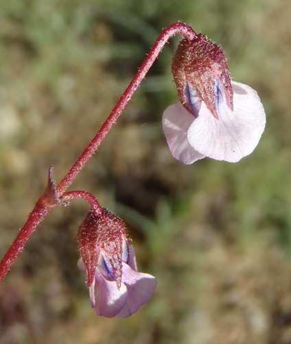 Image of Hermannia coccocarpa by (c) Nicola van Berkel, some rights reserved (CC BY-SA)