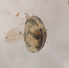 Cypridoidea