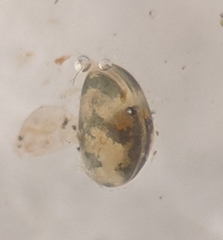 Cypridoidea