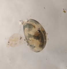 Cypridoidea