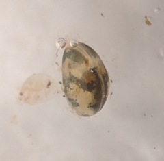 Cypridoidea