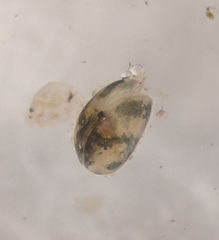 Cypridoidea