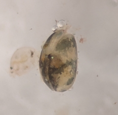 Cypridoidea