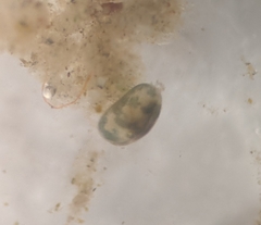 Cypridoidea
