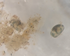 Cypridoidea
