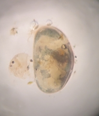 Cypridoidea