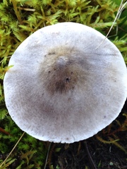 Tricholoma subacutum
