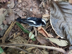 Ficedula westermanni