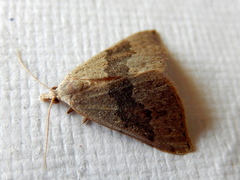 Dichromodes molybdaria