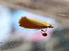 Microbela