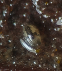 Cypridoidea