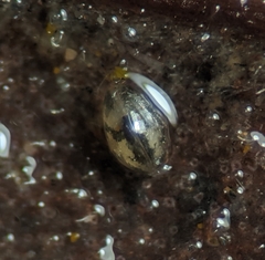 Cypridoidea