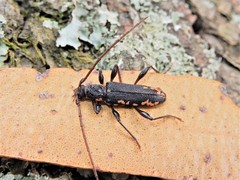 Callidiopis scutellaris