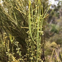 Choretrum glomeratum