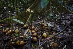 Idiospermum australiense