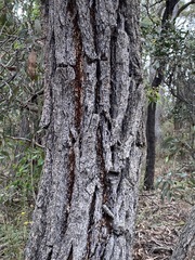Eucalyptus tricarpa