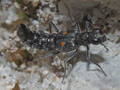 Stenus longipes