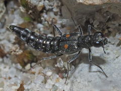 Stenus longipes