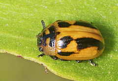 Calomela crassicornis