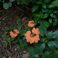 Crossandra infundibuliformis
