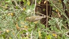 Acanthiza chrysorrhoa