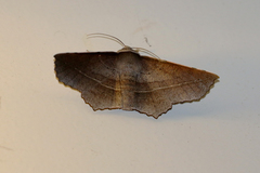 Oenochroma vetustaria