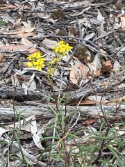 Senecio linearifolius linearifolius