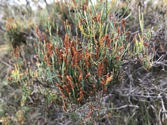 Allocasuarina pusilla