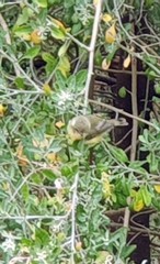 Acanthiza chrysorrhoa