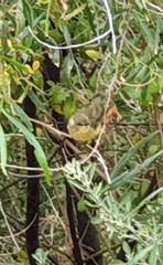 Acanthiza chrysorrhoa