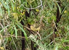 Acanthiza chrysorrhoa