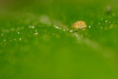 Deuterosminthurus pallipes