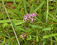 Grevillea leiophylla