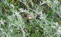 Acanthiza chrysorrhoa