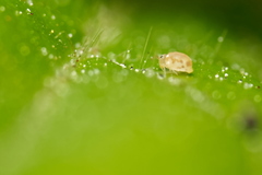 Deuterosminthurus pallipes