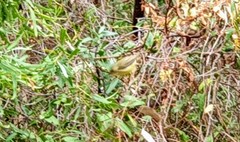 Acanthiza chrysorrhoa