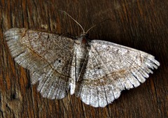 Chiasmia streniata streniata